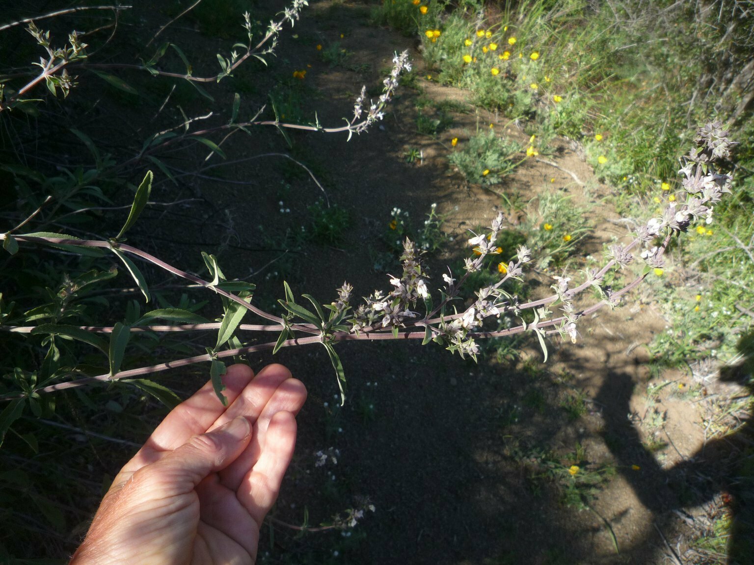 High Resolution Salvia apiana x melifera Leaf